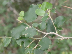 Dovyalis rhamnoides
