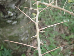 Dovyalis rhamnoides