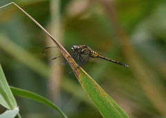 Orthetrum poecilops