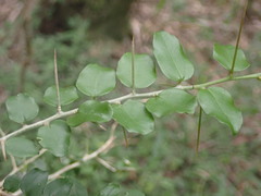 Dovyalis rhamnoides