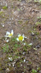 Ranunculus circinatus
