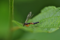 Leptomorphus subcaeruleus