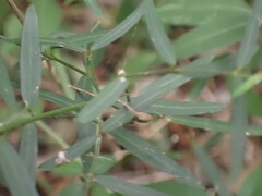 Secamone filiformis