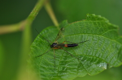 Leptomorphus subcaeruleus