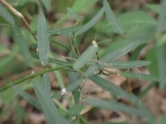 Secamone filiformis