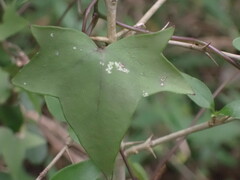 Senecio quinquelobus