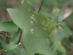 Senecio quinquelobus