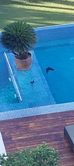 Corvus splendens