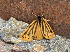 Setina