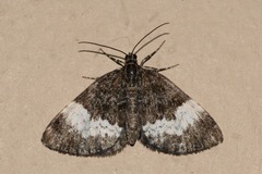 Spargania luctuata
