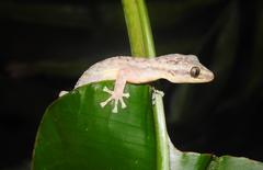 Phyllodactylus palmeus