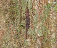 Sphaerodactylus poindexteri