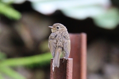 Erithacus rubecula
