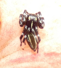 Phiale crocea