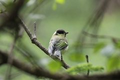 Parus major