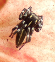 Phiale crocea