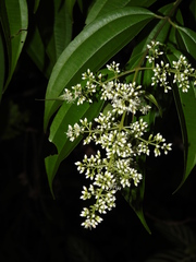 Miconia minutiflora