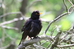 Turdus merula
