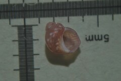 Tricolia pullus