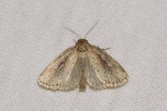 Photedes panatela
