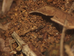 Tetramorium walshi