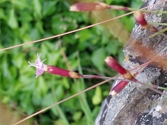 Dianthus gratianopolitanus