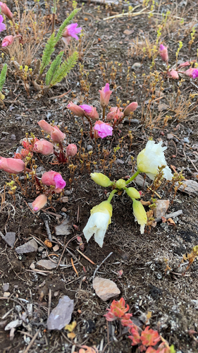 iNaturalist observation 2022-07-04