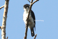 Microhierax melanoleucos