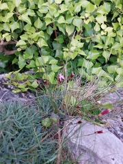 Dianthus gratianopolitanus