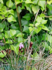 Dianthus gratianopolitanus