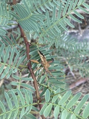 Mozena obtusa