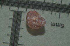 Tricolia pullus