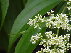 Miconia minutiflora