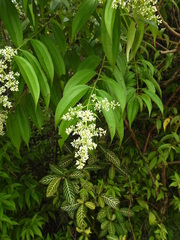 Miconia minutiflora