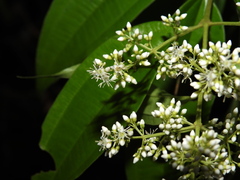 Miconia minutiflora