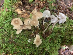 Mycena borealis