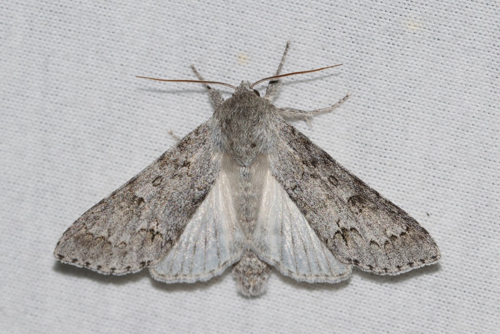 Frosted and Large Gray Daggers