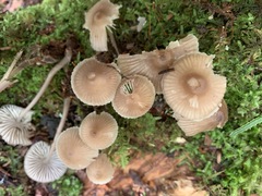 Mycena borealis