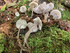 Mycena borealis