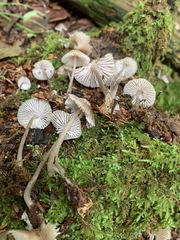 Mycena borealis