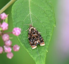 Olethreutes albiciliana
