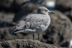 Leucophaeus modestus