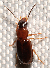 Agonoleptus thoracicus