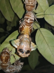 Cryptotympana atrata