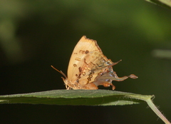 Cheritrella truncipennis