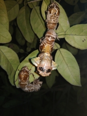 Cryptotympana atrata