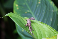 Becker's Lichen Anole photo 3
