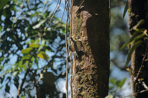 Blanford’s Flying Lizard, Draco blanfordii