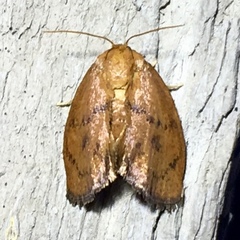 Heterogenea shurtleffi