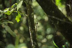 Draco blanfordii